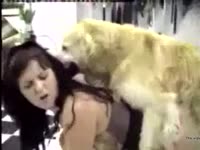 Two lovely teens collecting dog semen after sex